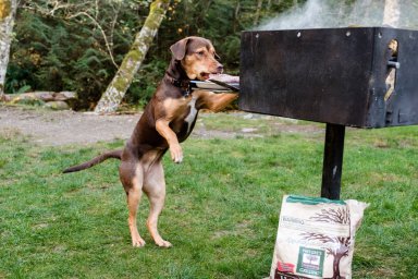 Кадры из фильма Путь домой (A Dog's Way Home)