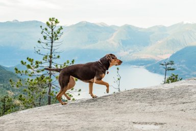 Кадры из фильма Путь домой (A Dog's Way Home)