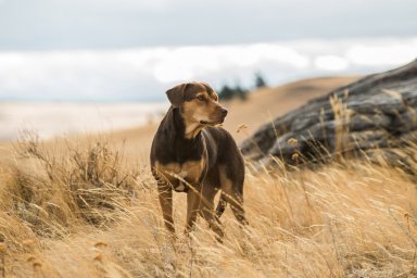 Кадры из фильма Путь домой (A Dog's Way Home)
