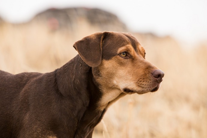 Кадры из фильма Путь домой (A Dog's Way Home)