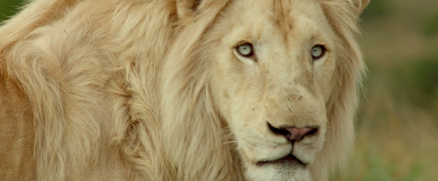 Кадры из фильма Девочка Миа и белый лев (Mia et le lion blanc)