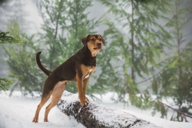 Кадры из фильма Путь домой (A Dog's Way Home)