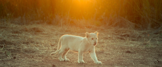 Кадры из фильма Девочка Миа и белый лев (Mia et le lion blanc)